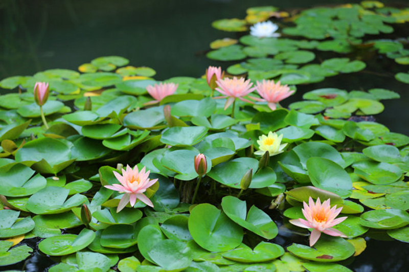 睡莲是浮水植物,但有些花和叶也会挺出水面jpg