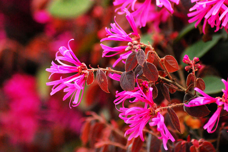 红花檵木花期4-5月,是春花植物啊.