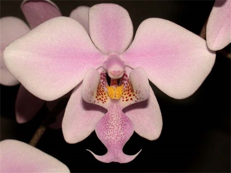 Phalaenopsis_schilleriana_toapel.jpg Phalaenopsis_schilleriana_toapel.jpg