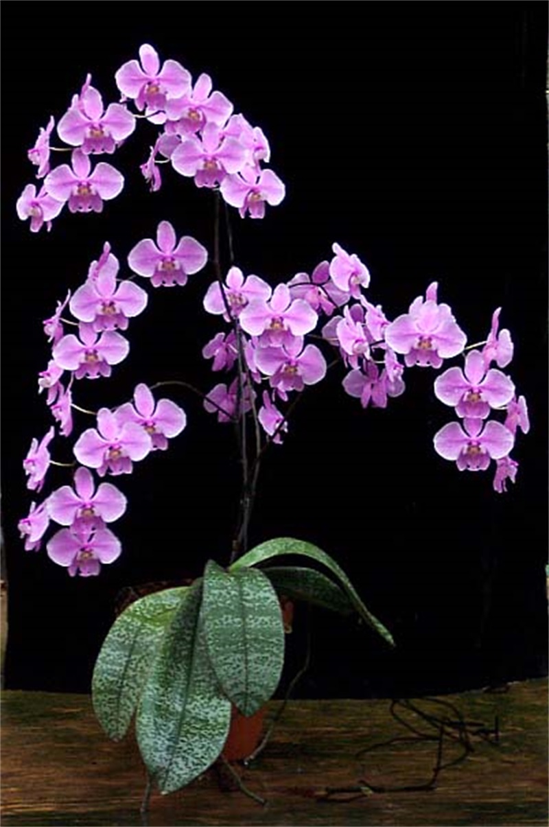 phalaenopsis-schilleriana-purpurea-foto-4611.jpg phalaenopsis-schilleriana-purpurea-foto-4611.jpg