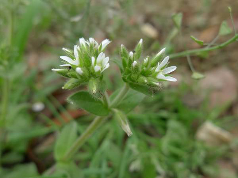 球序卷耳(ceratium glomeratum):又称婆婆指甲菜,粘毛卷耳,瓜子草