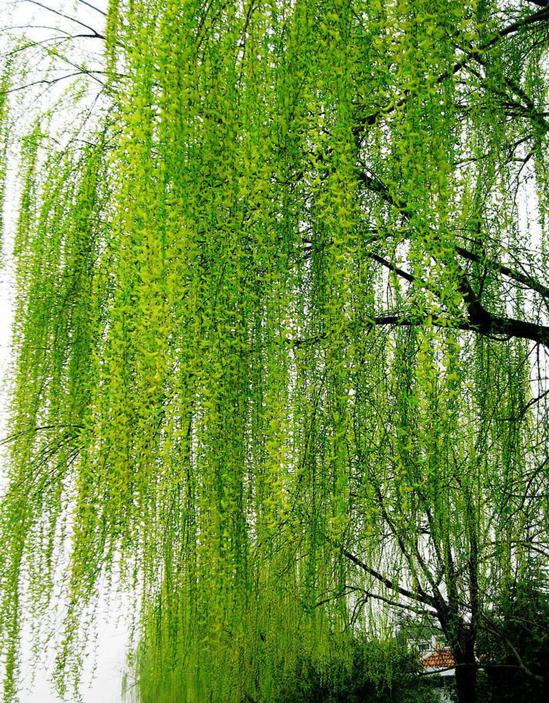 亦称杨柳,柳树,水柳,垂杨柳,清明柳,倒垂柳,倒挂柳,垂丝柳,垂枝柳