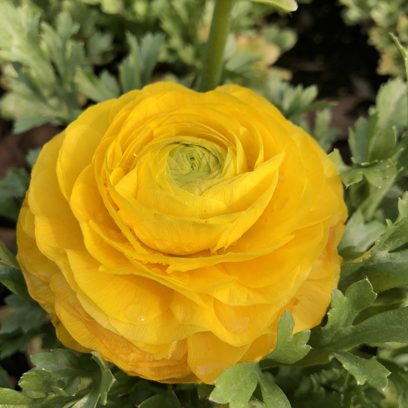 花毛茛为宿根花卉,地下有块根,6月之后进入休眠期.