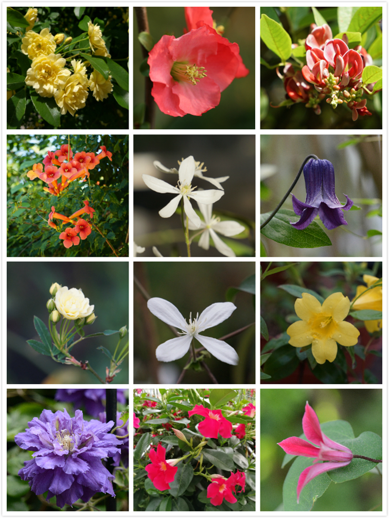 上海植物园藤本植物研究组致力研究藤蔓,匍匐,垂吊类藤本植物的引种