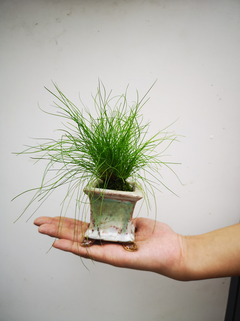 上海植物园盆景团队奉献山野草作品