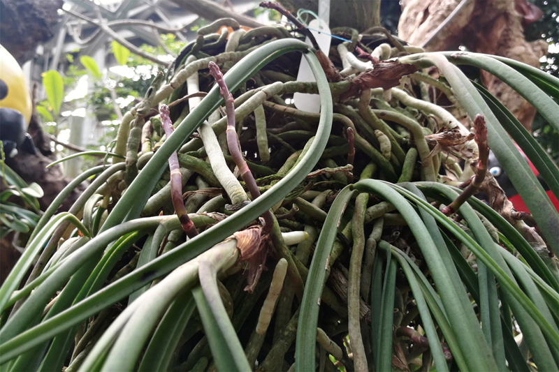 8holcoglossum amesianum大根槽舌兰.jpg