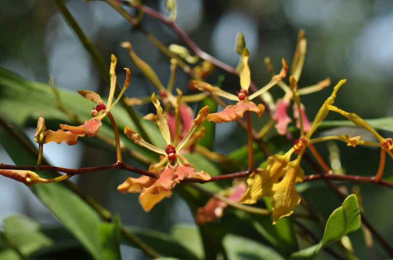 12火焰兰属renanthera john lodge.jpg