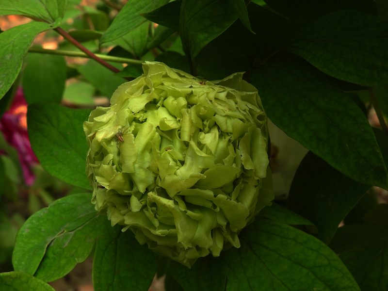 4,牡丹春柳 副本.jpg