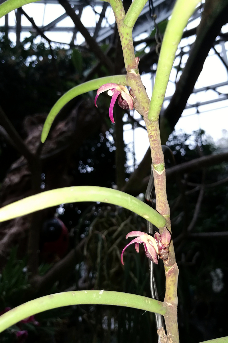 3-1钗子股属luisia recurva.jpg