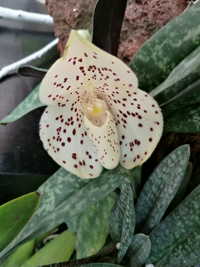 3-1同色兜兰1 (1).jpg