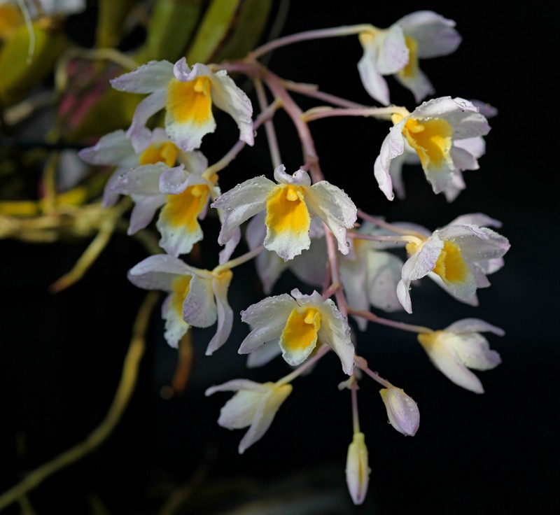 四角石斛dendrobium farmeri,也叫红灯笼石斛,茎为四棱,花粉白色,唇瓣