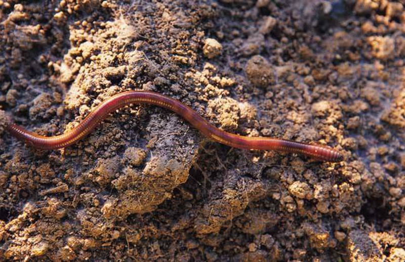 蚯蚓.jpg