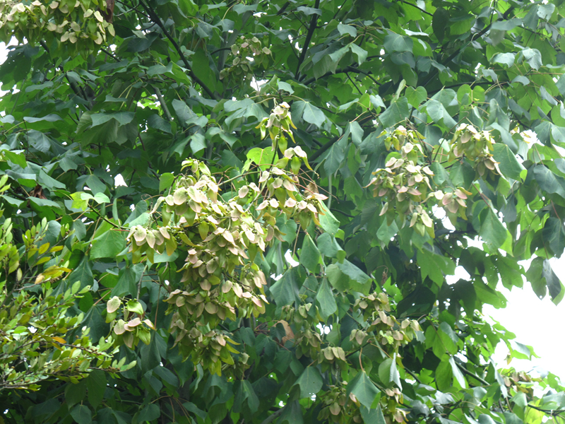 调羹树,瓢儿树,梧桐木,中国梧桐,或简称"国桐",梧桐科梧桐属落叶乔木