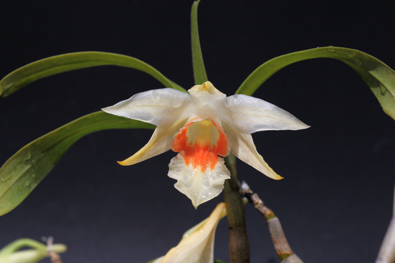 翅萼石斛.jpg
