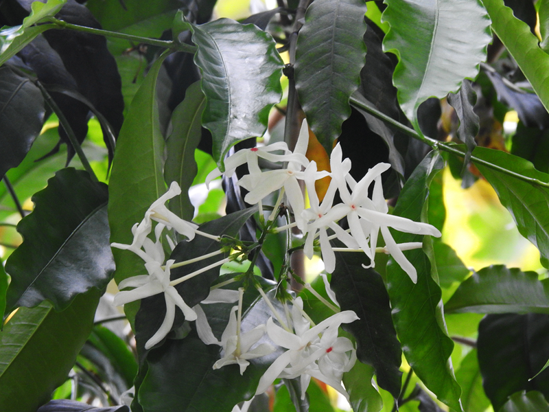 17,云南蕊木 副本.jpg