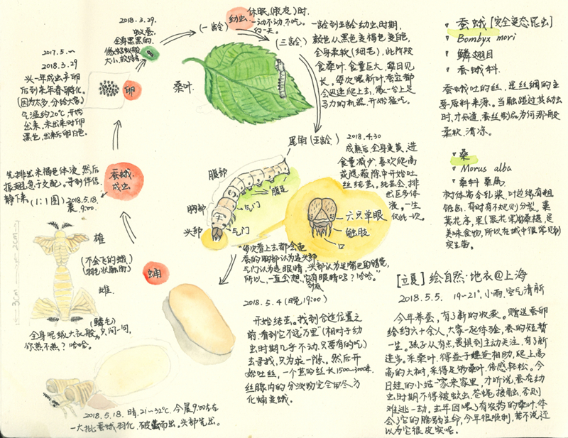 陈丽自然笔记-蚕.jpg