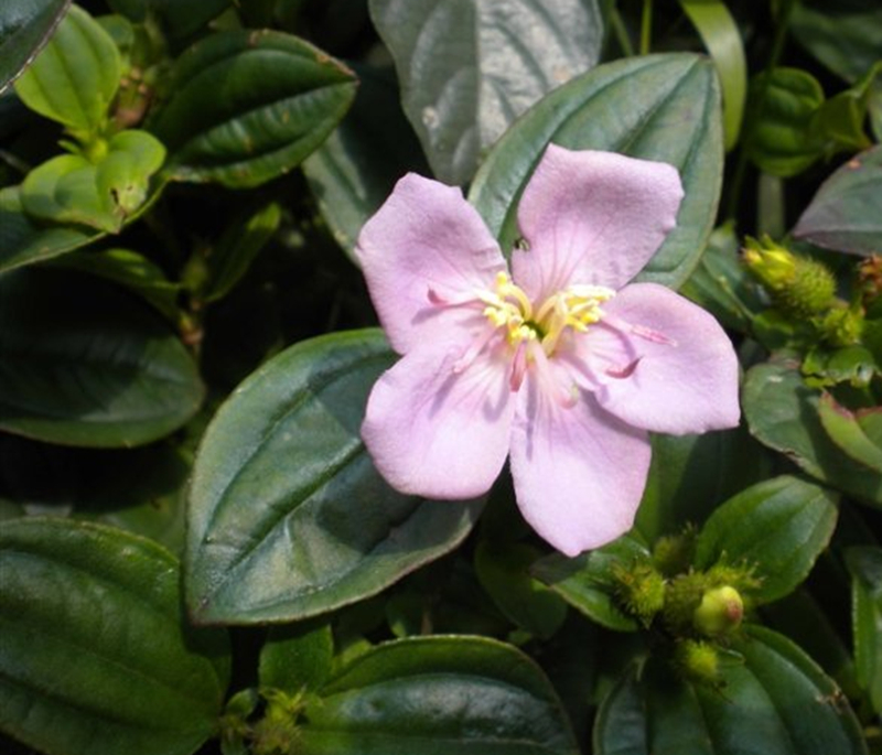 acerba):或称拐枣,金钩子,鸡爪子,鸡爪树,卍字果,金果梨,南枳椇,鼠李