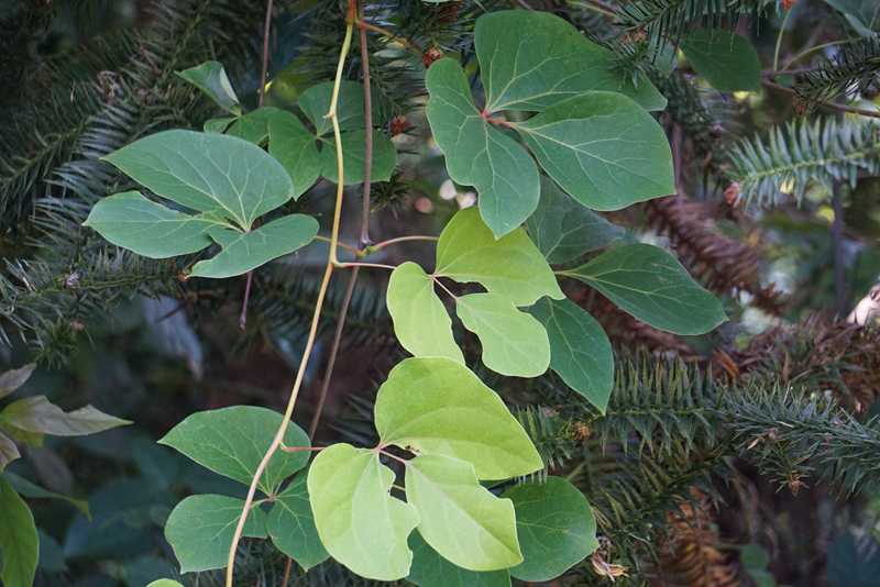大血藤叶片.jpg