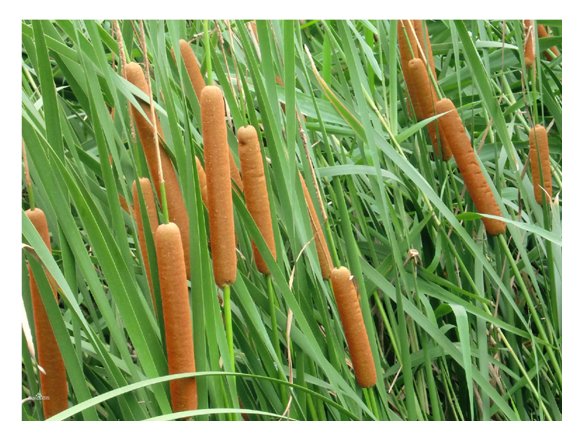 香蒲(typha orientalis):又名东方香蒲,香蒲科香蒲属多年生水生或湿生