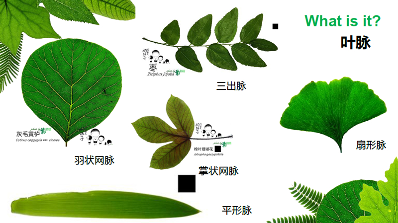 高质量的什么是叶脉的插图