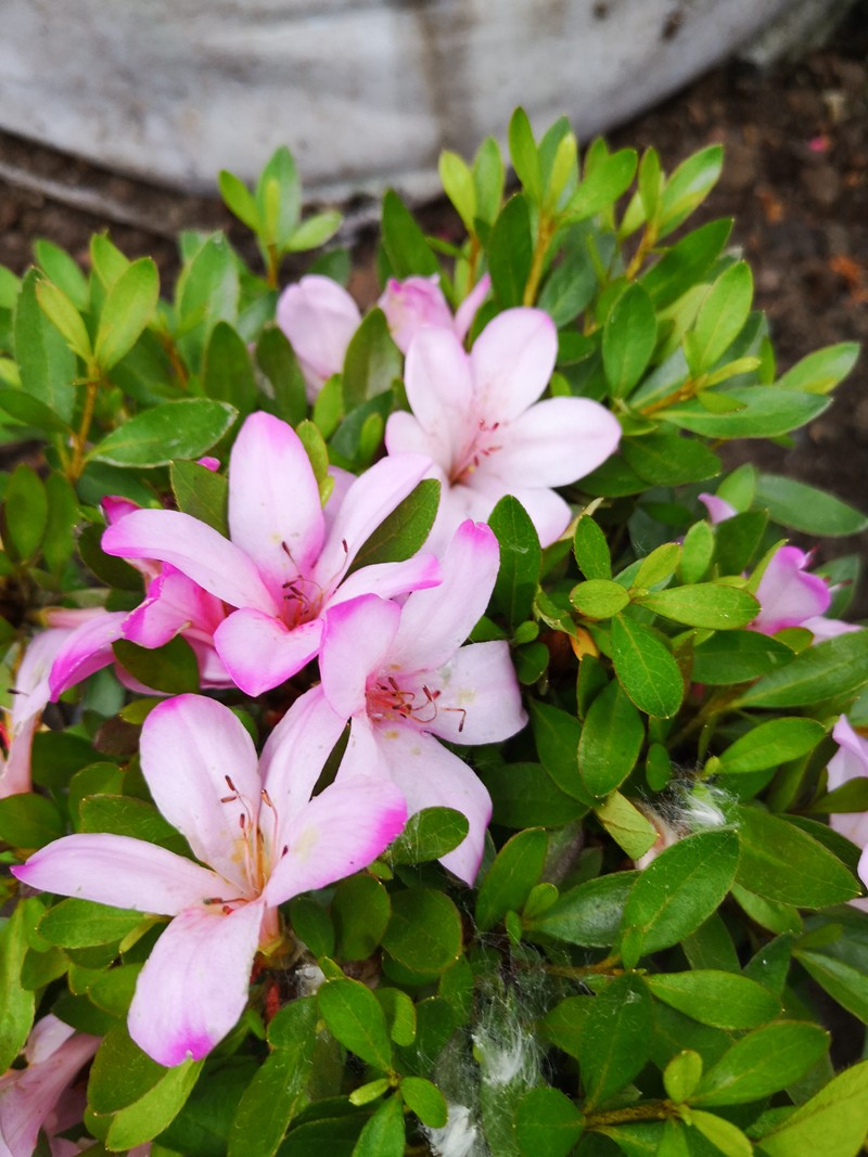 夏鹃花期(夏鹃好养吗)