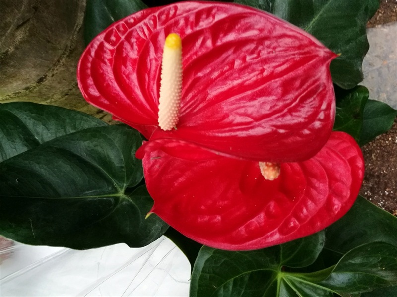 红红火火的花烛