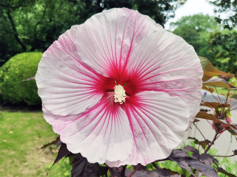 1.芙蓉葵.jpg 1.芙蓉葵.jpg