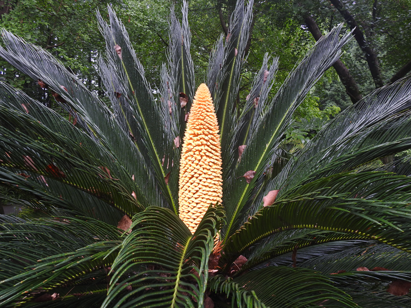 2、苏铁.JPG 2、苏铁.JPG