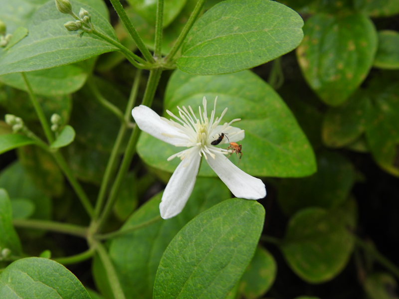 3、威灵仙.JPG 3、威灵仙.JPG