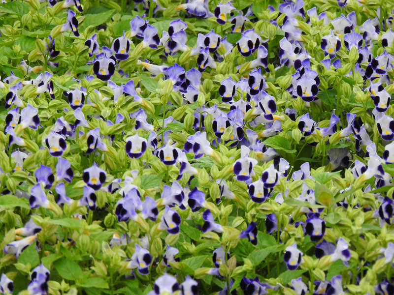 4、兰猪耳.JPG 4、兰猪耳.JPG