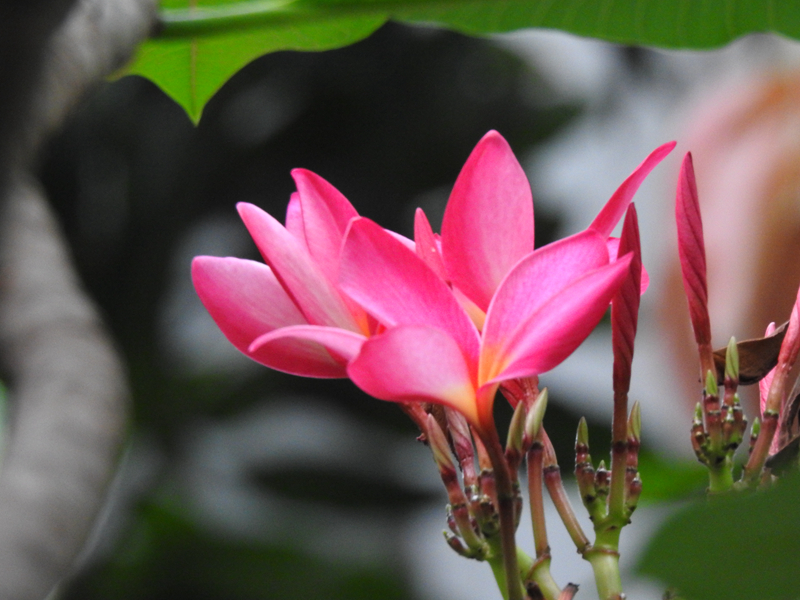 5、红鸡蛋花.JPG 5、红鸡蛋花.JPG