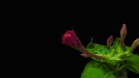 6、紫茉莉.gif 6、紫茉莉.gif