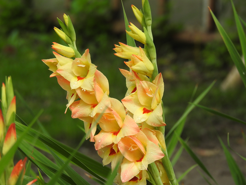 7、唐菖蒲.JPG 7、唐菖蒲.JPG