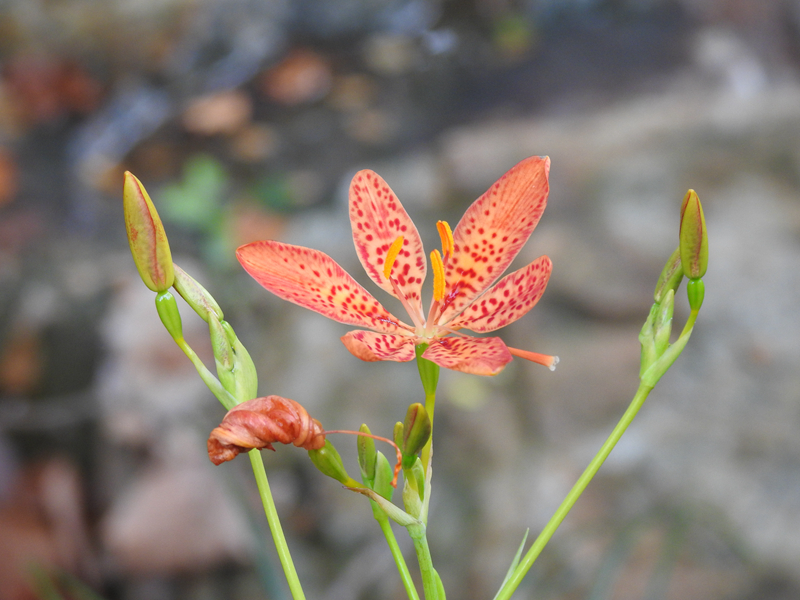 9、射干.JPG 9、射干.JPG