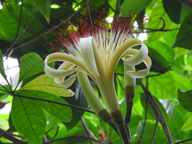 10、瓜栗.JPG 10、瓜栗.JPG