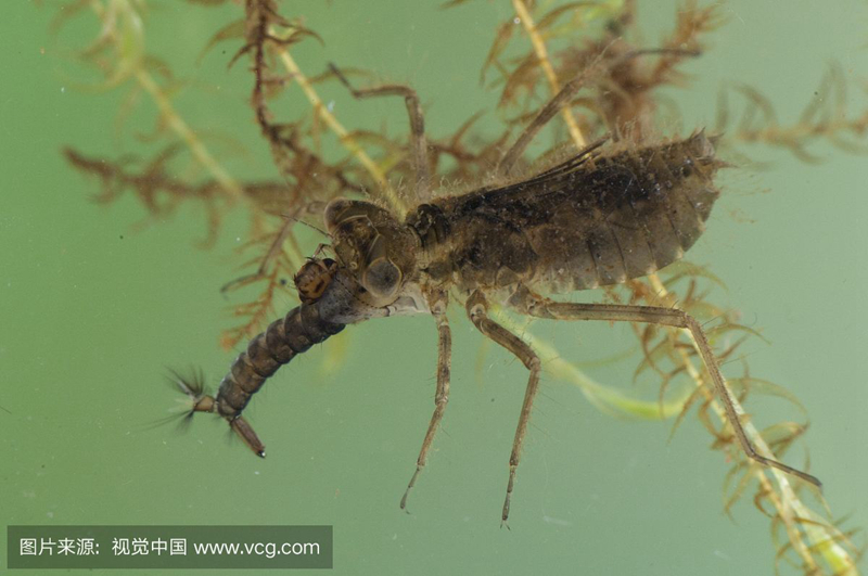 4,孑孓指蚊子的幼虫,也称为跟头虫方学虫孑孓身体细长,呈深褐色,在