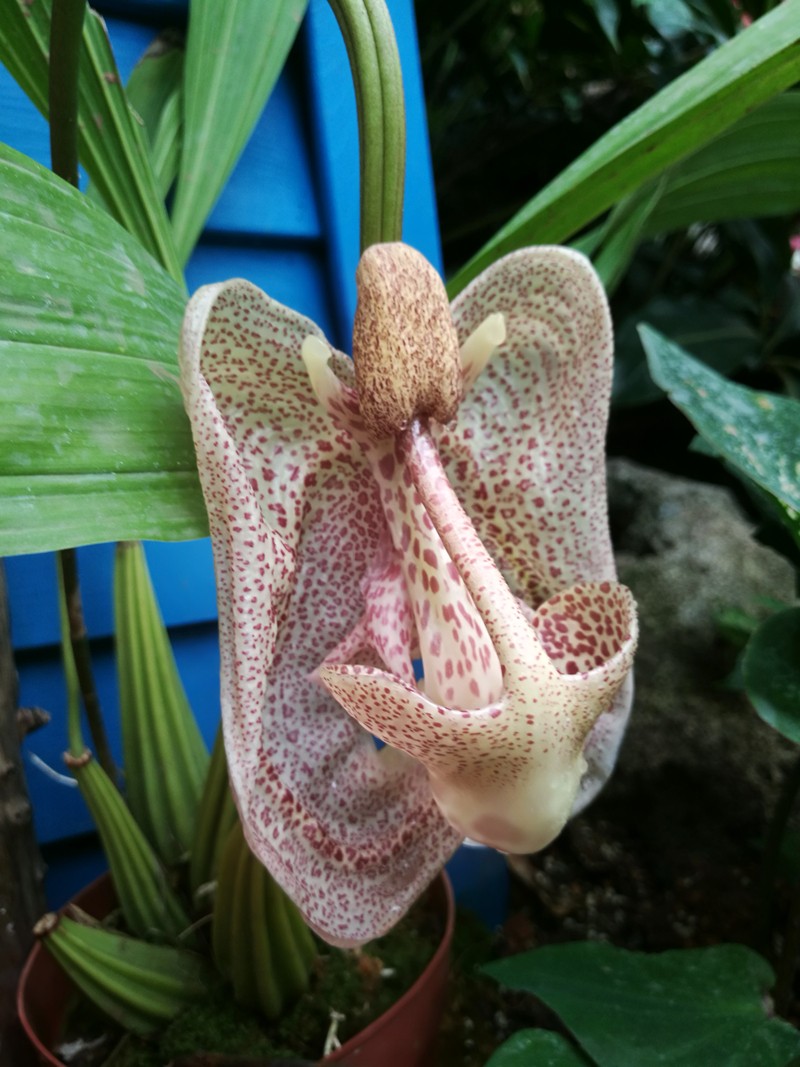 气质最污的兰花吊桶兰