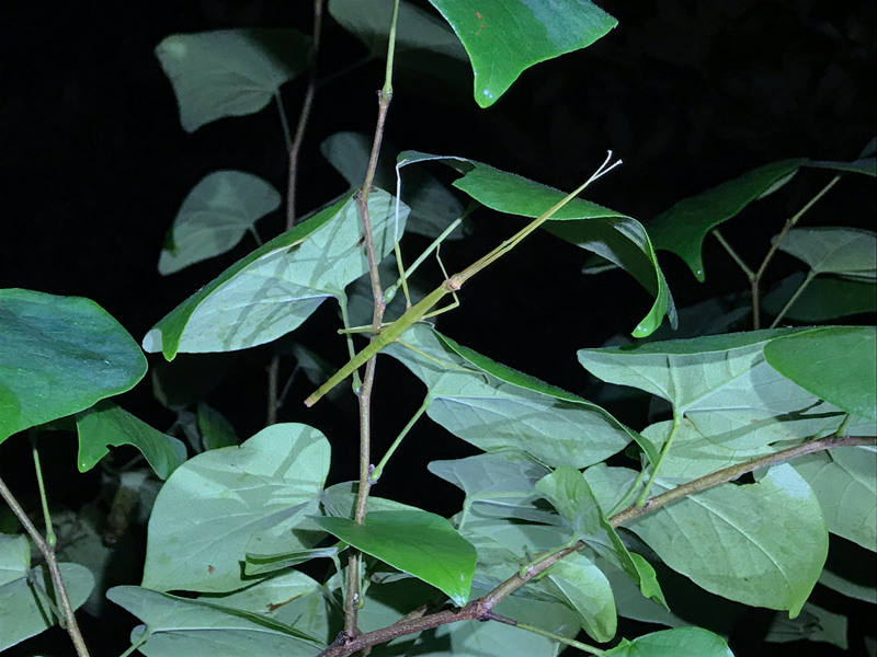 竹节虫的外形图片