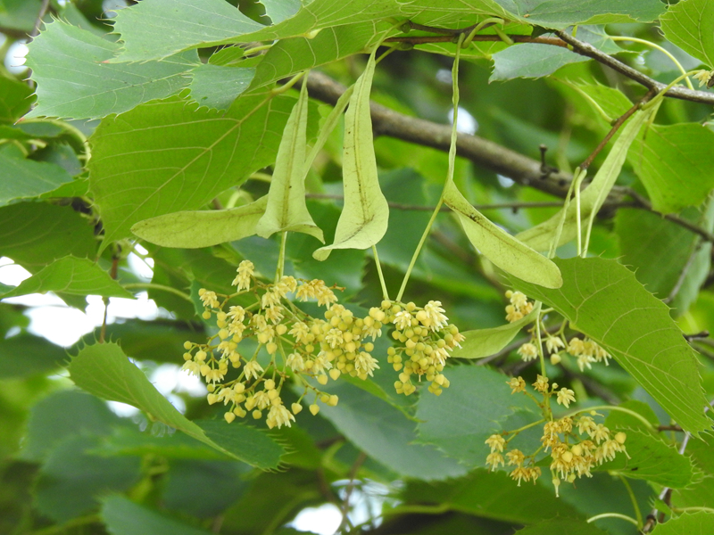糯米椴是椴树科椴树属的乔木,是毛糯米椴的一个变种.