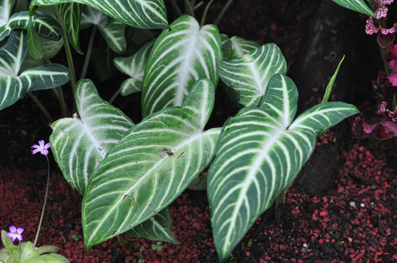 8乳脉黄肉芋.JPG 8乳脉黄肉芋.JPG