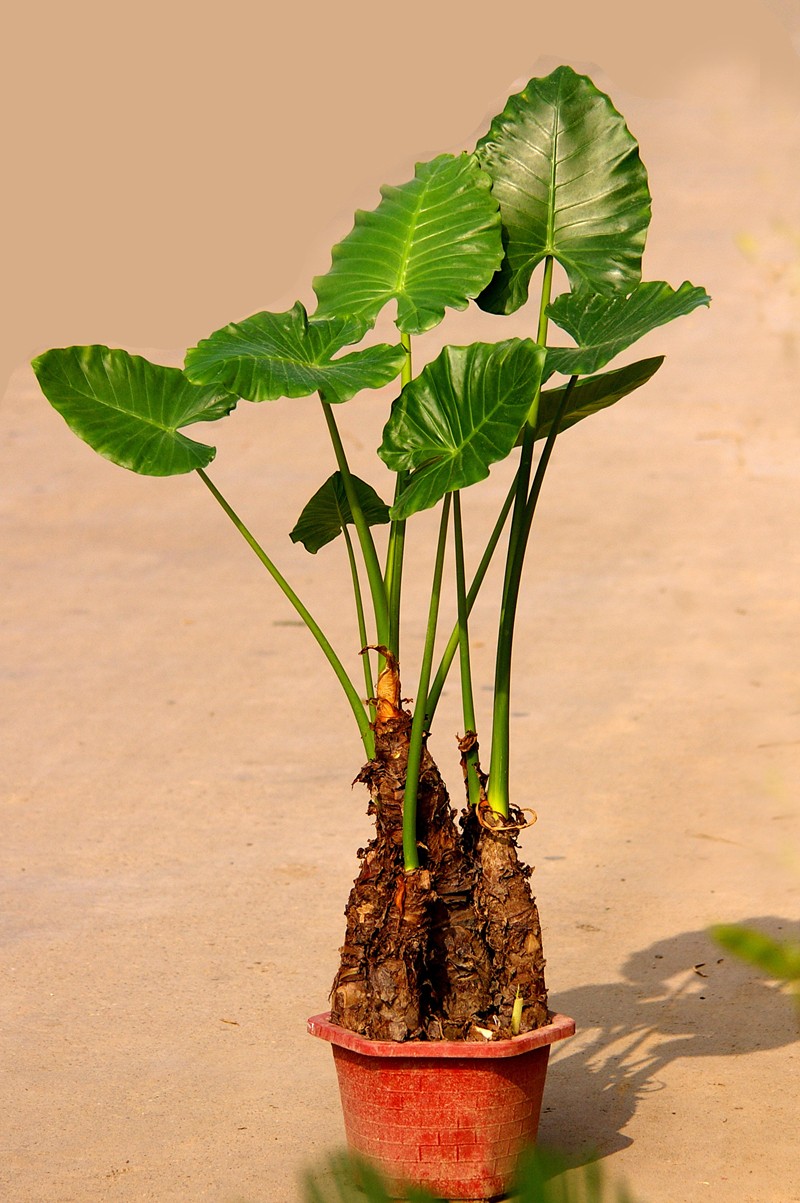 上海植物园百变精灵天南星