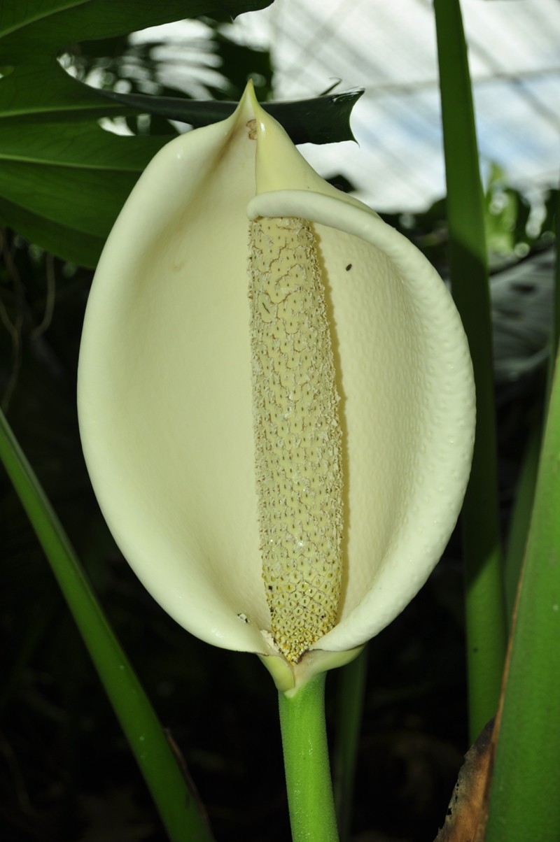 上海植物园百变精灵天南星