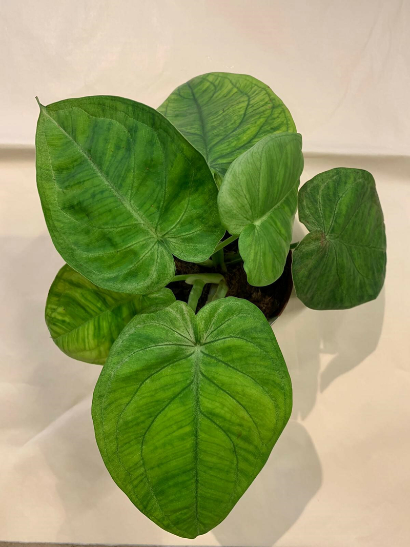 它在合果芋属植物中是比较独特的一种.