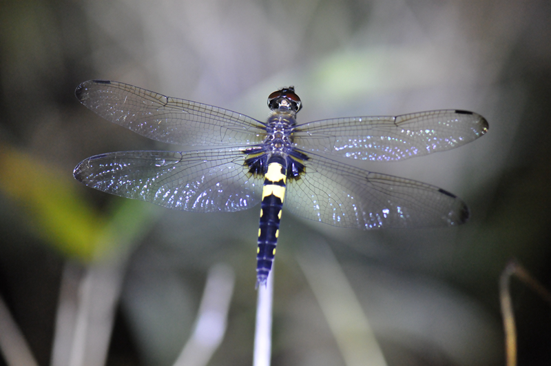 野趣上植丨暗访夜精灵探秘我先行