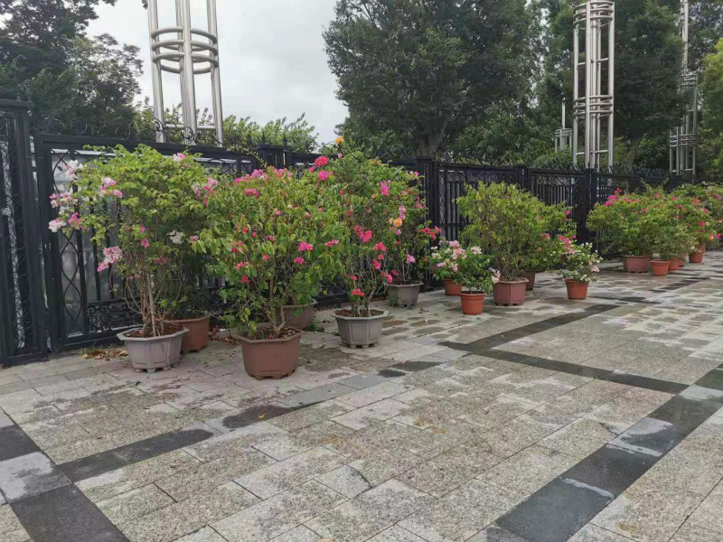 盆栽植物集中摆放.jpg 盆栽植物集中摆放.jpg