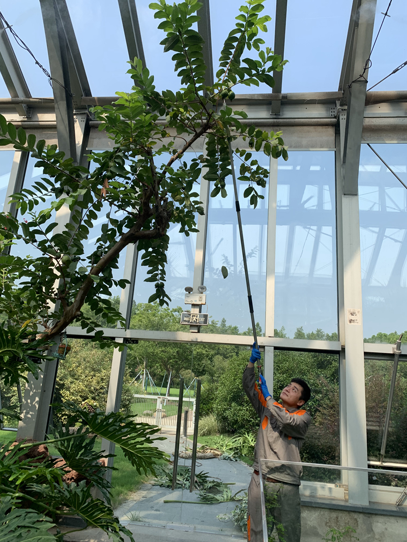 上海植物园