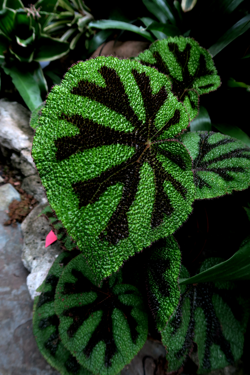 阴生植物展之奇葩秋海棠一
