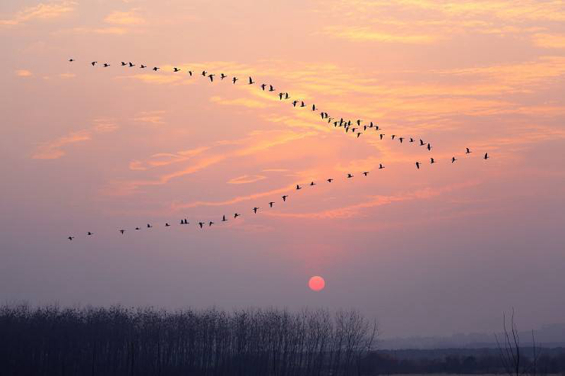 一候鸿雁来宾(网络图).jpg