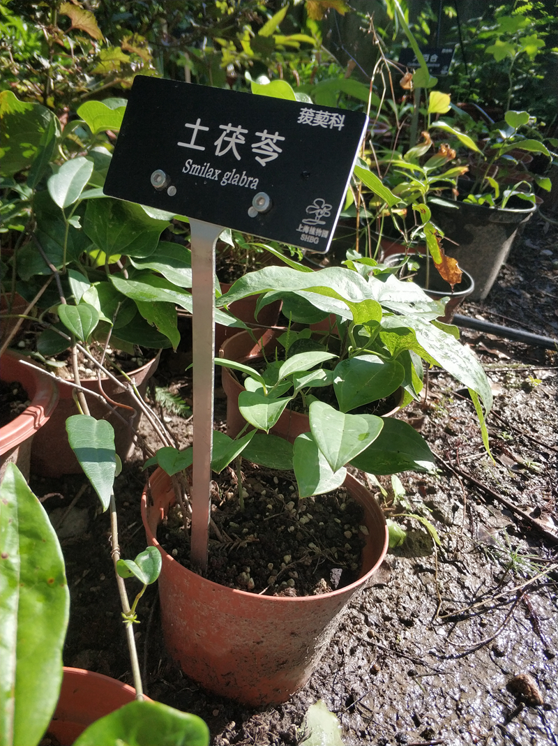 土茯苓更换后标牌.jpg