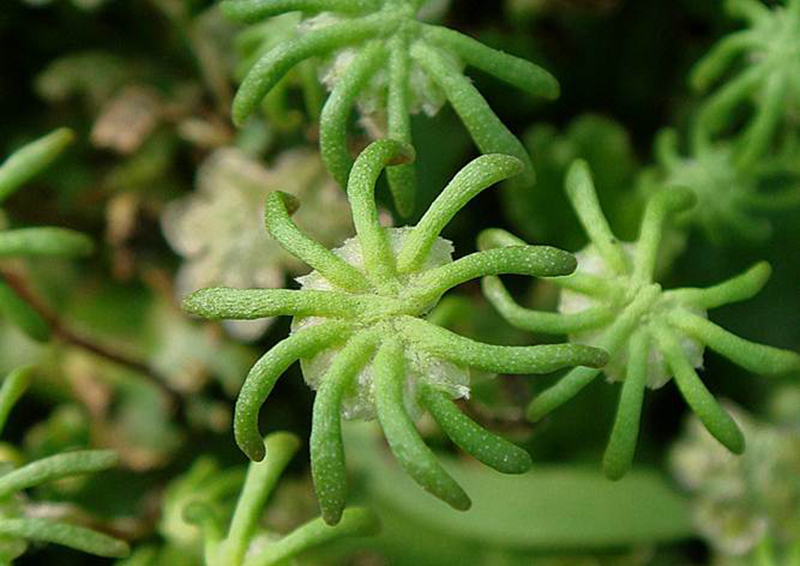 它们可能是绿藻门的轮藻演化而来的,体内没有维管组织,不会开花,结果